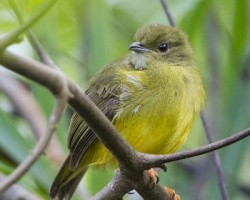 Manacus candei
