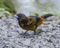 Ramphocelus passerinii