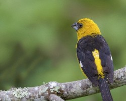 Pheucticus tibialis