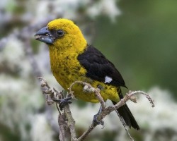 Pheucticus tibialis