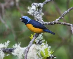 Euphonia elegantissima