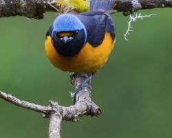 Euphonia elegantissima