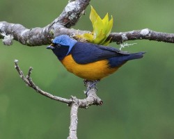 Euphonia elegantissima