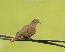 Columbina talpacoti