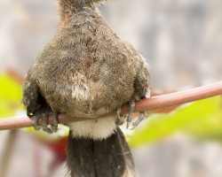 Ortalis cinereiceps