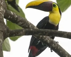 Ramphastos ambiguus