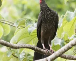 Penelope purpurascens