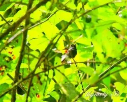 Eupherusa nigriventris