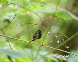 Eupherusa nigriventris