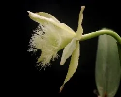 Rhyncholaelia digbyana