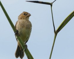 Sporophila minuta