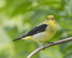 Piranga olivacea