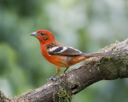 Piranga bidentata