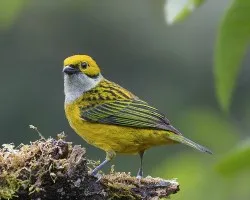 Tangara icterocephala