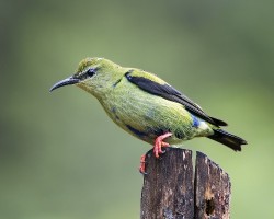 Cyanerpes cyaneus