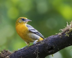 Icterus galbula