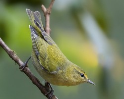 Oreothlypis peregrina