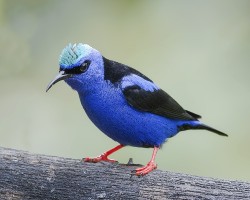 Cyanerpes cyaneus