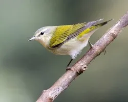 Oreothlypis peregrina