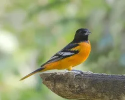 Icterus galbula