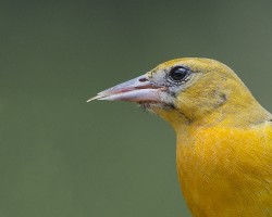 Icterus galbula