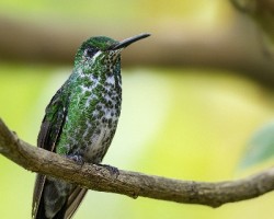Heliodoxa jacula