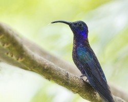 Campylopterus hemileucurus