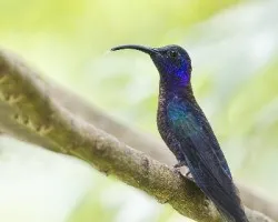 Campylopterus hemileucurus