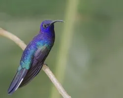 Campylopterus hemileucurus