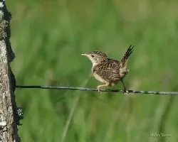 Cistothorus platensis
