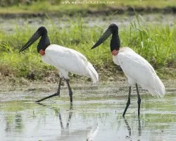 Jabiru mycteria