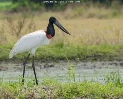 Jabiru mycteria
