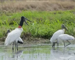 Jabiru mycteria