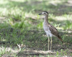 Burhinus bistriatus