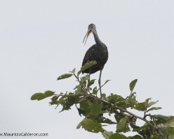 Aramus guarauna