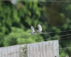 Chloroceryle americana