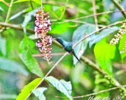 Discosura conversii