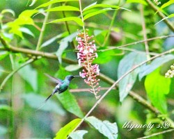Discosura conversii