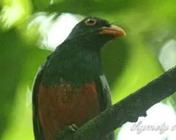 Trogon massena