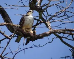 Gampsonyx swainsonii