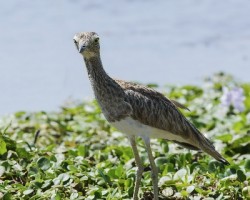 Burhinus bistriatus