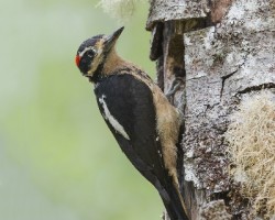 Picoides villosus