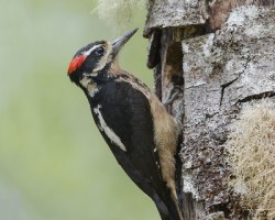 Picoides villosus
