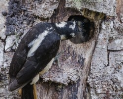 Picoides villosus