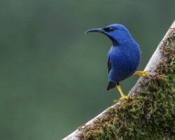 Cyanerpes lucidus