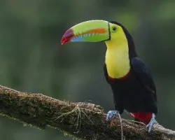 Ramphastos sulfuratus