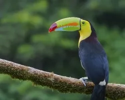Ramphastos sulfuratus