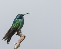 Colibri thalassinus