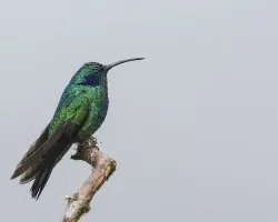 Colibri thalassinus