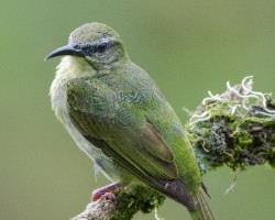 Cyanerpes cyaneus